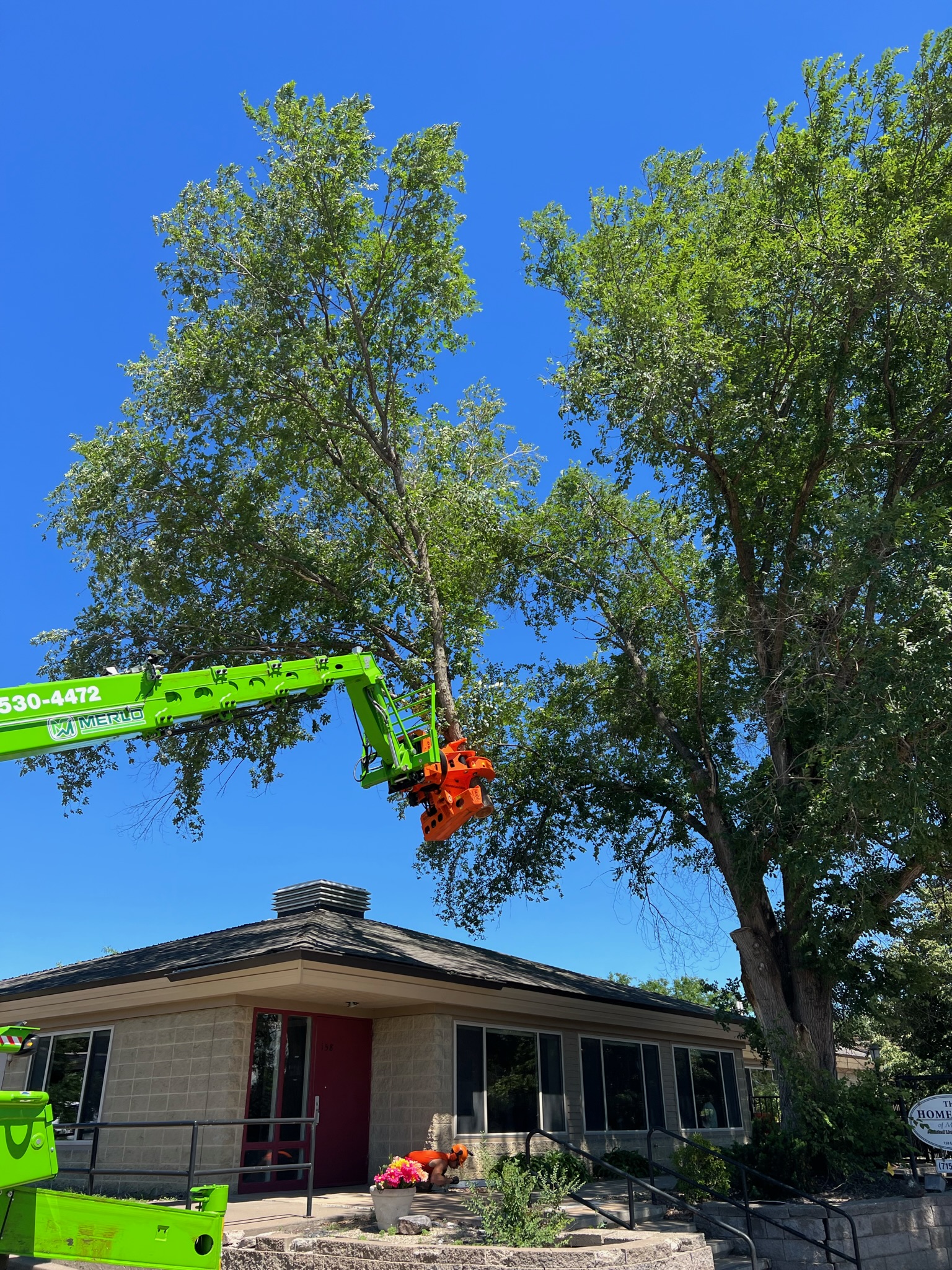  Tree services for the Greater Strum area.